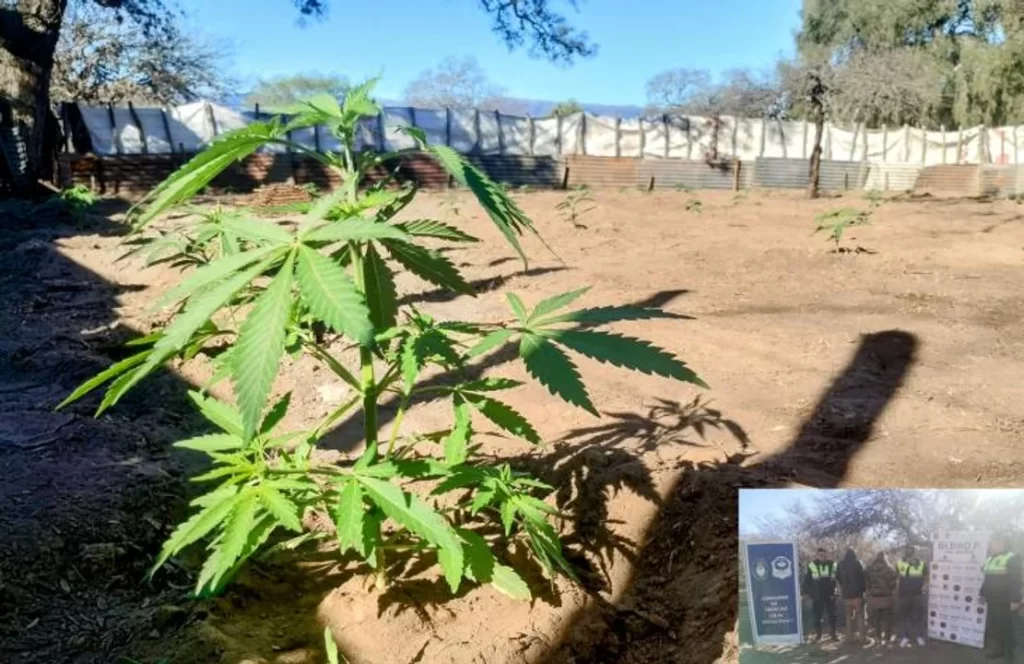 Interrumpen la producción de 3 millones de dosis de marihuana en Trancas
