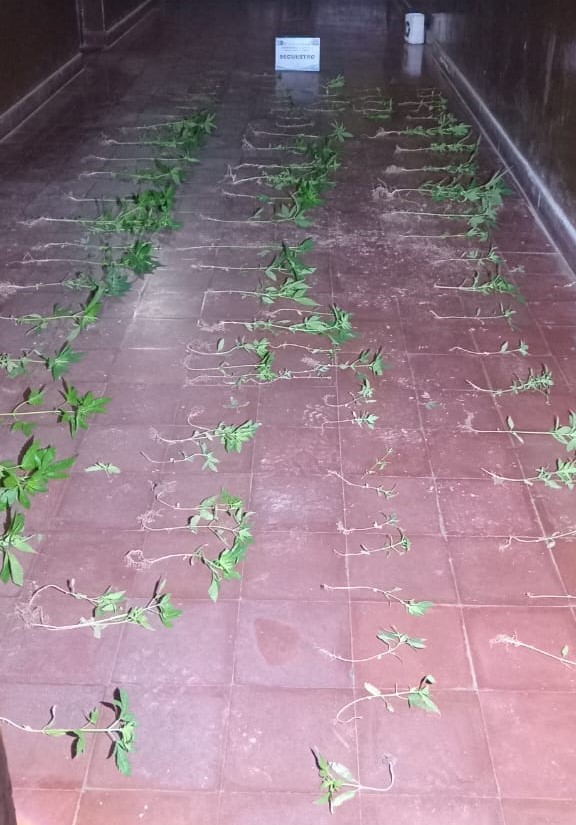 Tras una denuncia web se detectó una plantación de marihuana en El Galpón