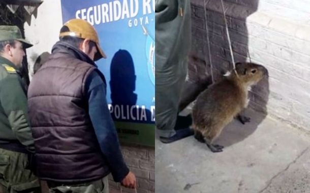 Corrientes: detienen a un hombre que quiso vender un carpincho bebé en redes sociales