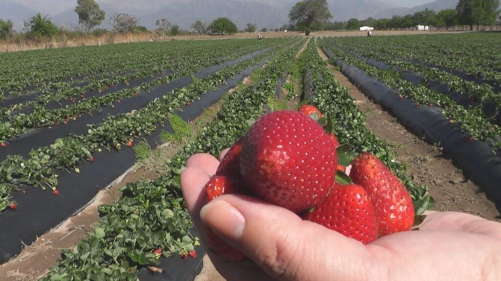 Rosario de Lerma celebra la apertura de cosecha de la frutilla con un gran Festival