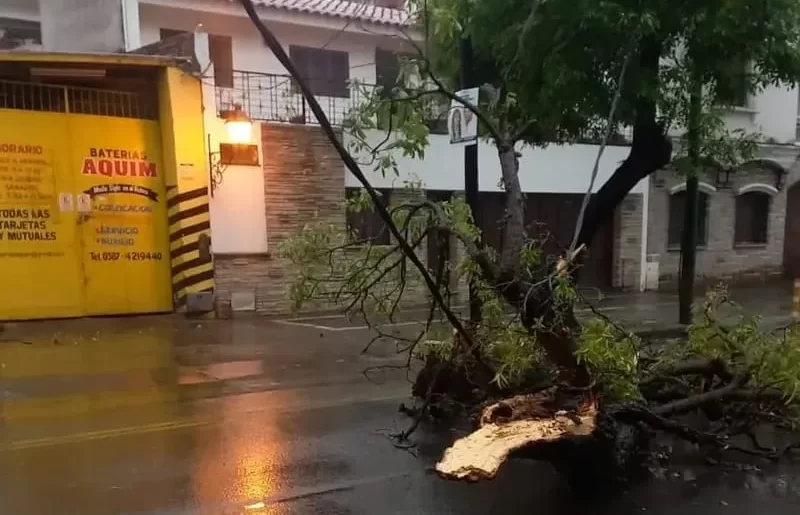 Lluvia, árboles caídos y calles anegadas: el saldo de la tormenta en Salta
