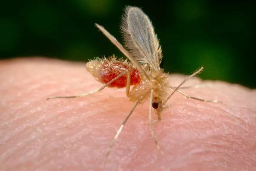 Suman 32 los casos de leishmaniasis cutánea humana en la provincia