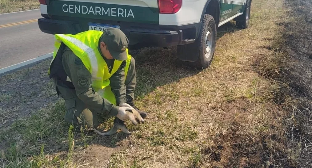Rescatan a una cría de oso melero que huía de la zona afectada por los incendios forestales en Orán
