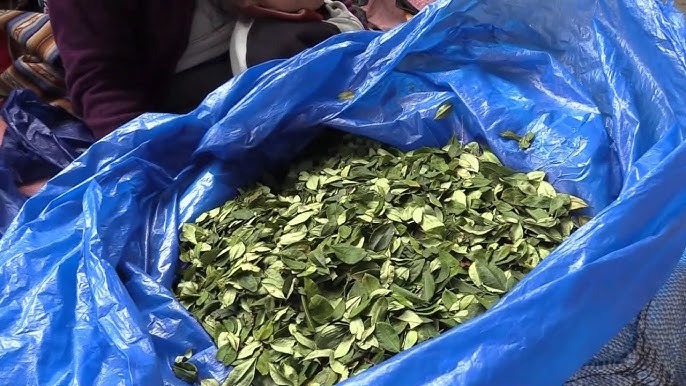 Incautan 17 kilos de hojas de coca y cubiertas en controles fronterizos