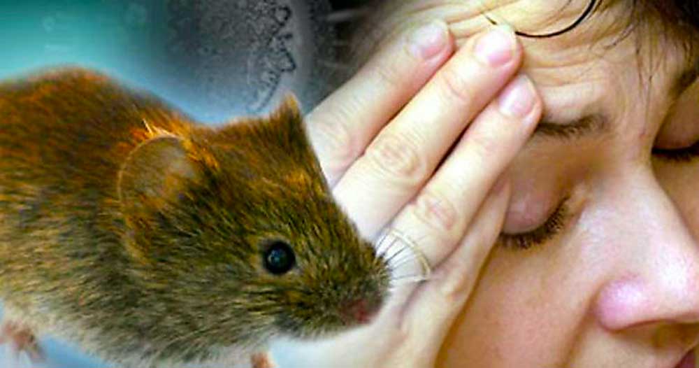 Alarma en Salta: 12 casos de hantavirus y cinco fallecidos