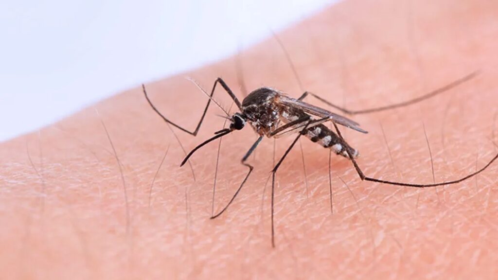 La provincia registra más de 150 casos confirmados de chikungunya