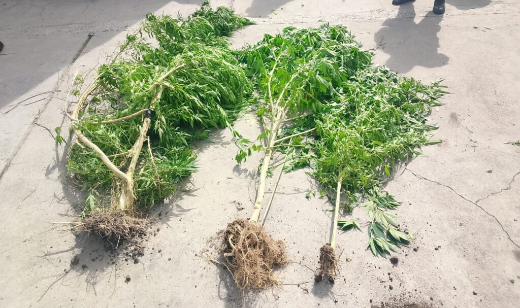 Secuestraron plantas de marihuana y dosis de estupefacientes en Capital