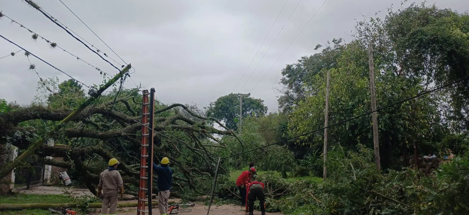 La caída de un árbol provocó cortes de luz en San Lorenzo